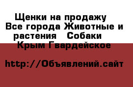 Щенки на продажу - Все города Животные и растения » Собаки   . Крым,Гвардейское